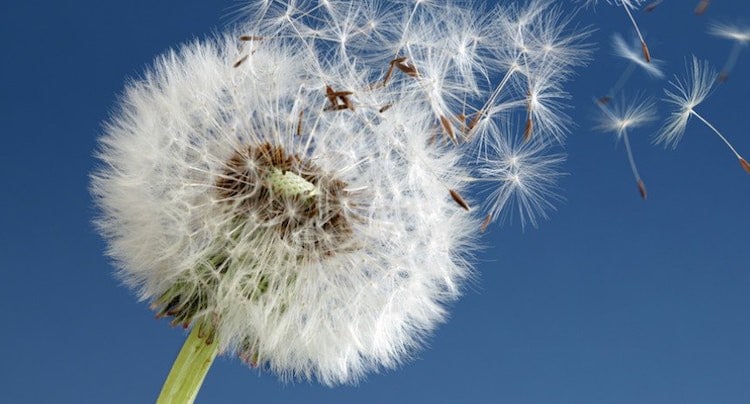 Windy App