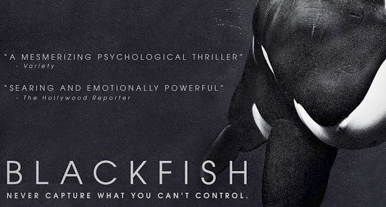 Blackfish als Film-Tipp - Dokumentation berührt und verstört