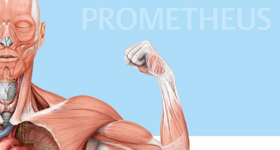 App des Tages Prometheus LernKarten der Anatomie für iOS iPhone iPad