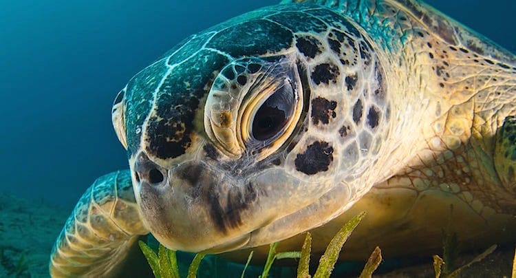 100 Pics Quiz Einsame Insel Lösung aller Level