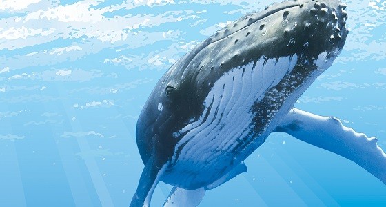 Walrettung in Australien - Baby-Wal zurück im Meer