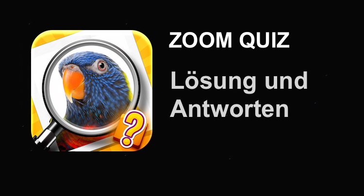 Zoom Quiz Lösung aller Level