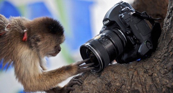 Der Affe und die Kamera