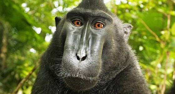 Affen Selfie sorgt für Streit zwischen Wikipedia und Fotograf