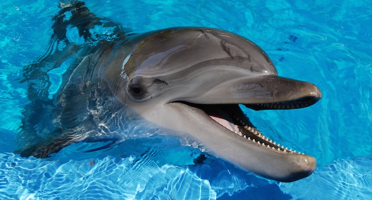 Delfin rettet Apple iPhone vor dem Ertrinken