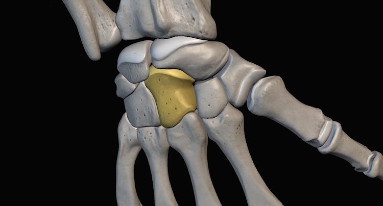 Atlas der menschlichen Anatomie