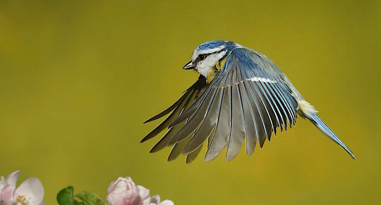 100 Pics Quiz Gartenvögel Lösung aller Level