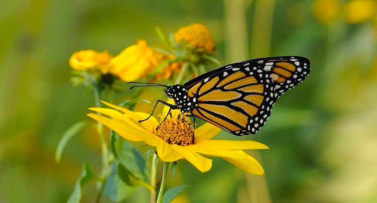 100 Pics Quiz Natur Lösung aller Level