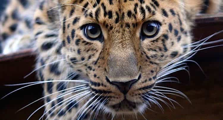 4 Bilder 1 Wort App Kostenlos Downloaden