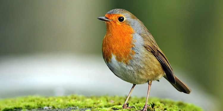 Vögel bestimmen