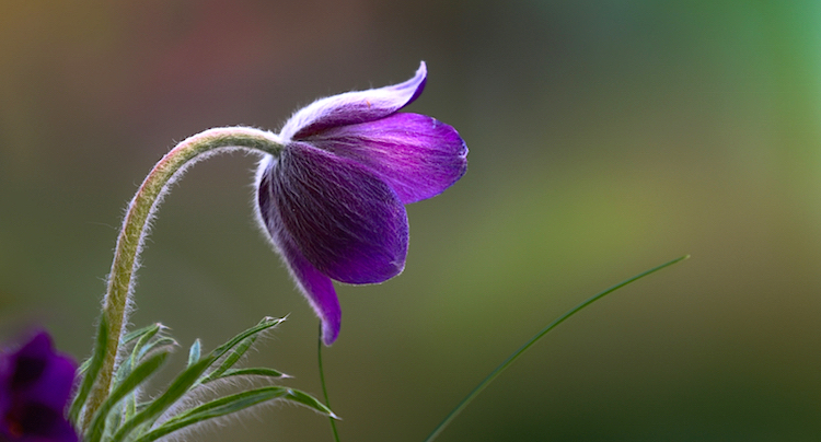 Heilkräuter aus der Natur