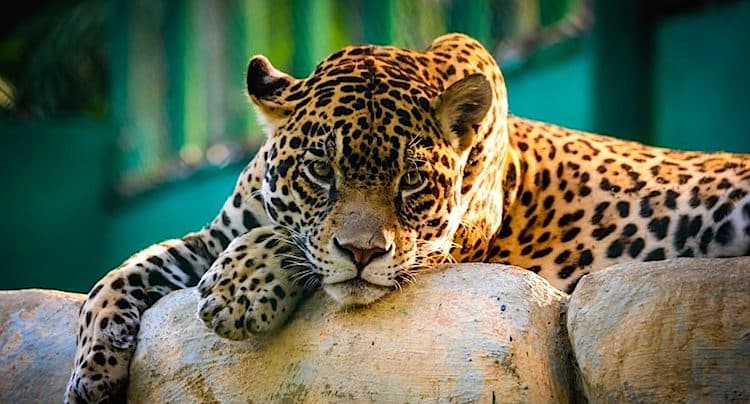 100 Pics Lösung Tiere 100 Pics Lösung Tiere