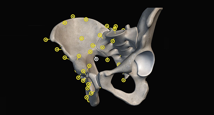 Atlas der Humananatomie 2019