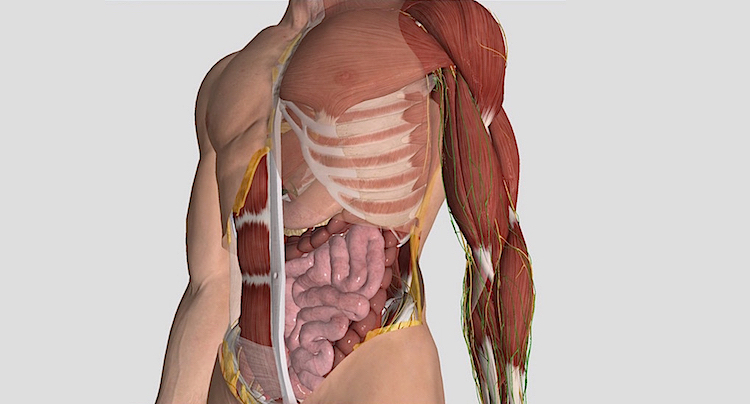 Atlas der Humananatomie 2019