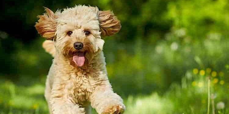 Ratgeber: Beliebte und nützliche Apps für den Hundehalter