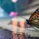 Adobe: Mobile Firefly iOS-App mit KI erhältlich