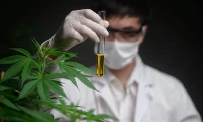 Wie die Wissenschaft neue Trends in der Pflanzengenetik vorantreibt