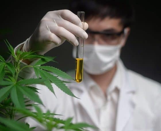 Wie die Wissenschaft neue Trends in der Pflanzengenetik vorantreibt