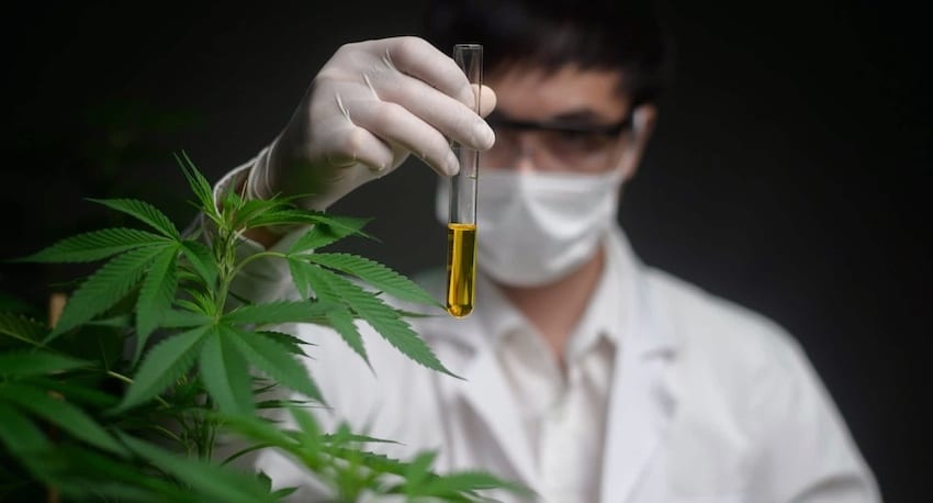 Wie die Wissenschaft neue Trends in der Pflanzengenetik vorantreibt