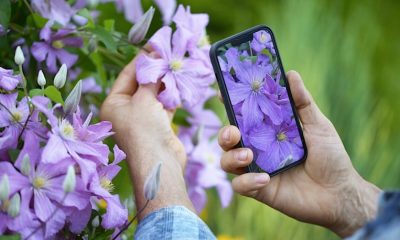 Gartenplanung per App bringt Vorteile für Hobbygärtner
