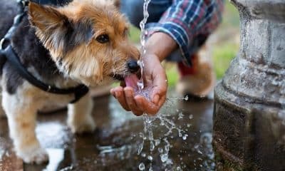Pawtrify: Wie aus Watrify eine Hundekarte mit Giftköder-Radar wurde