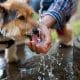 Pawtrify: Wie aus Watrify eine Hundekarte mit Giftköder-Radar wurde